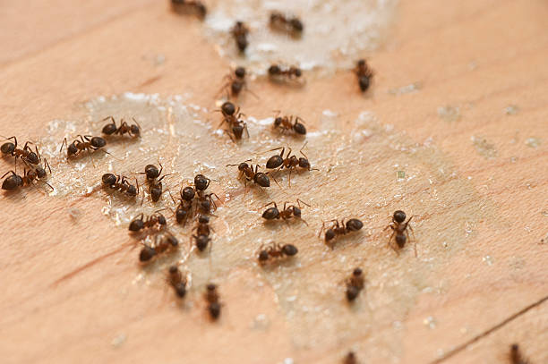 Best Termite Control Services  in Inverness, FL
