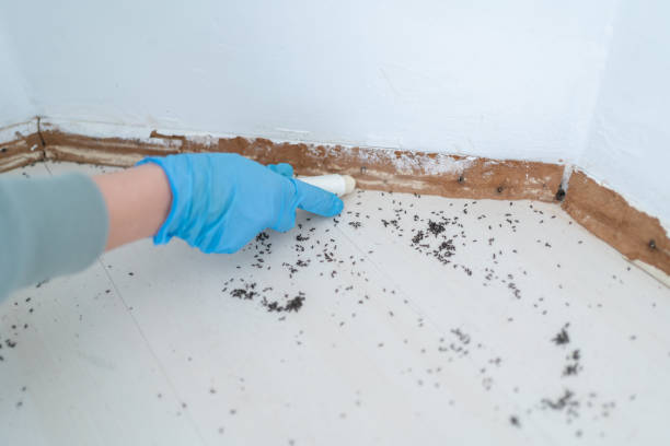 Best Local Pest Control Services  in Inverness, FL